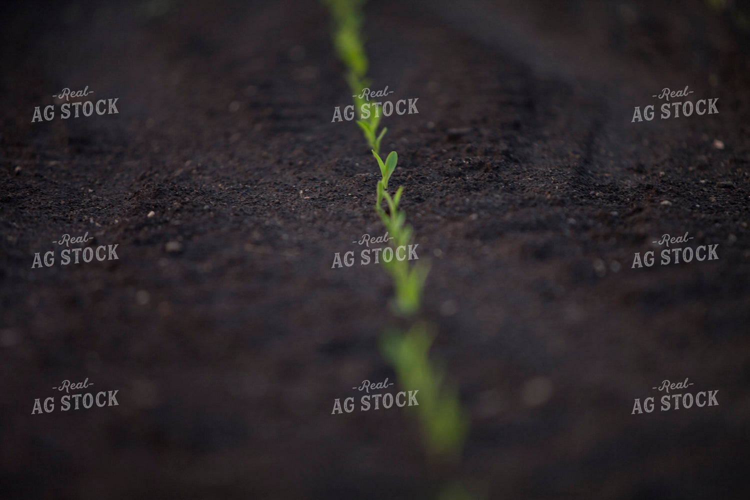 Corn - Early Growth 1126