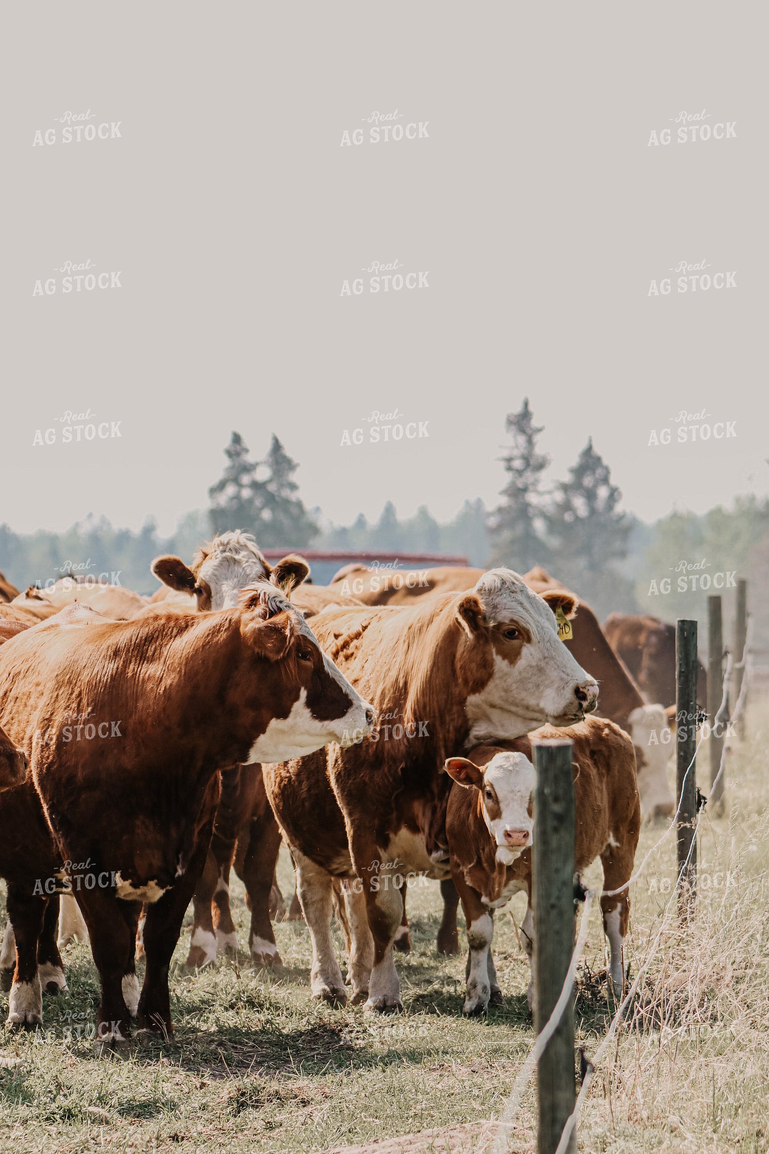 Simmental Cows & Calves Along Fenceline 139001