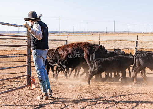 Rancher Opening Cattle Gate 231026