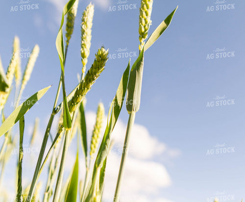 Growing Wheat 79272