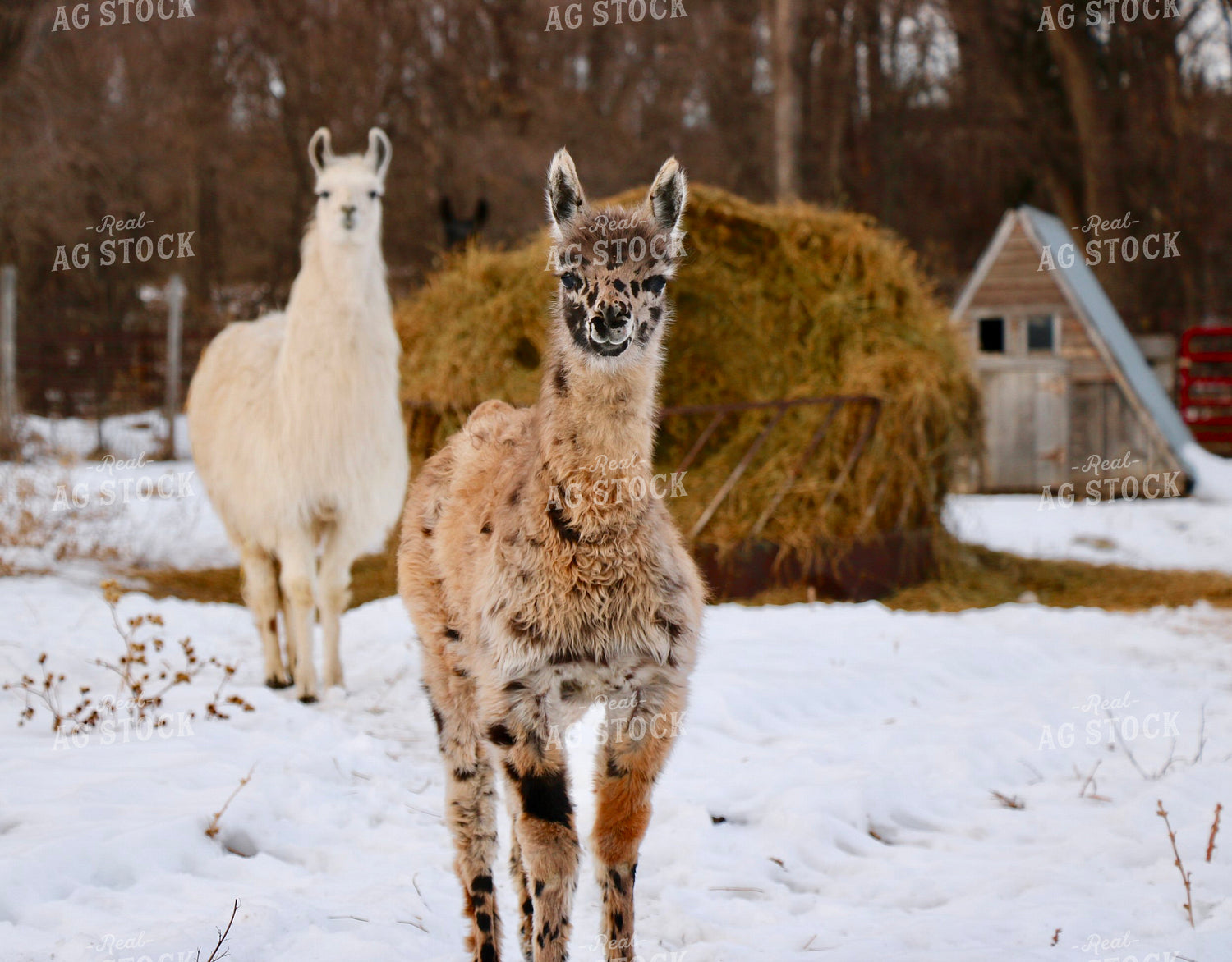 Alpacas 299307