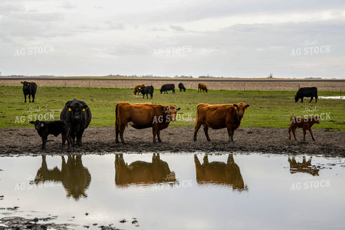 Cattle on Pasture 185109