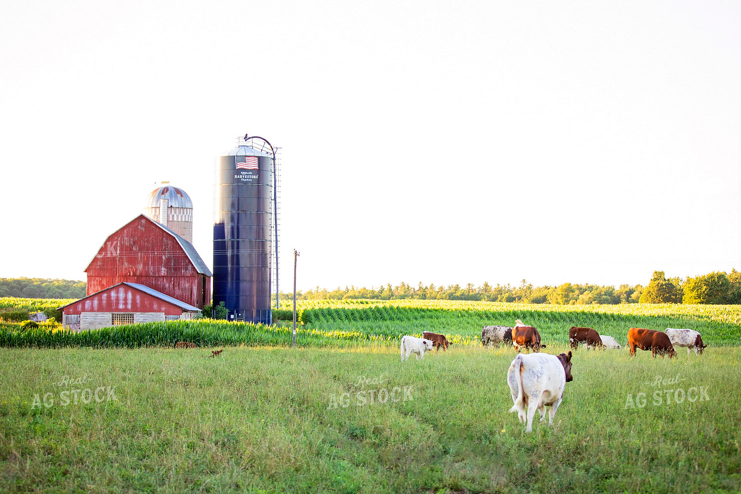 Farm Landscape 55405