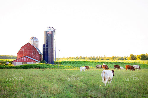 Farm Landscape 55405