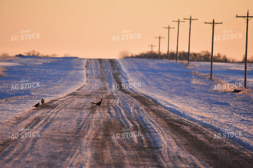 Snowy Rural Road with Pheasants 305014