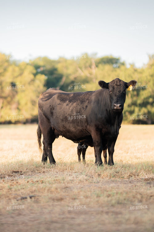 Black Angus Cow-Calf Pair Standing in Pasture 402070