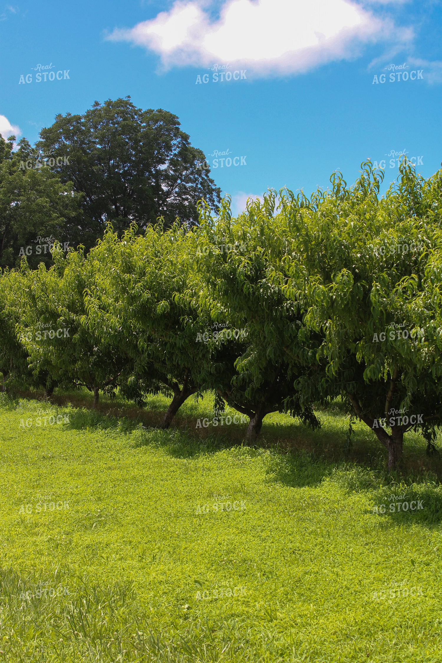 Peach Orchard 130040