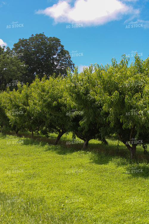 Peach Orchard 130040