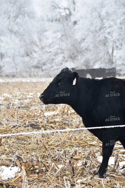 Cattle Grazing on Frozen Cornstalks 156084