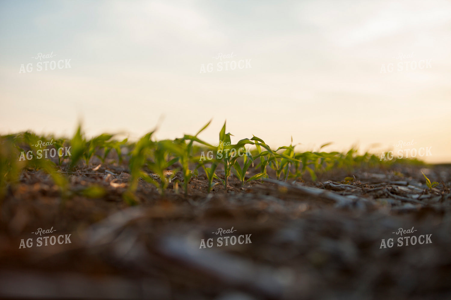 Corn - Early Growth 1173