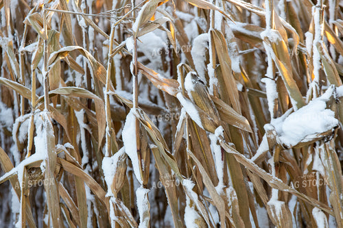 Snow Covered Corn 50436