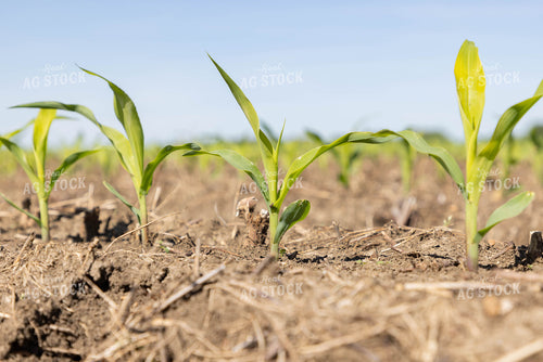 Early Growth Corn 79622
