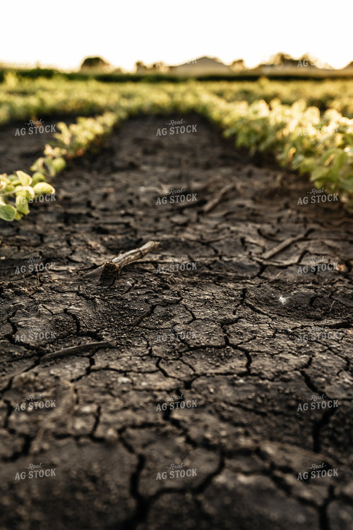Crusted Soil 68296