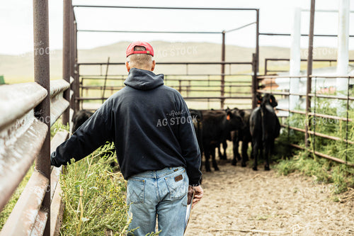 Farmer in Gate with Cattle 114046