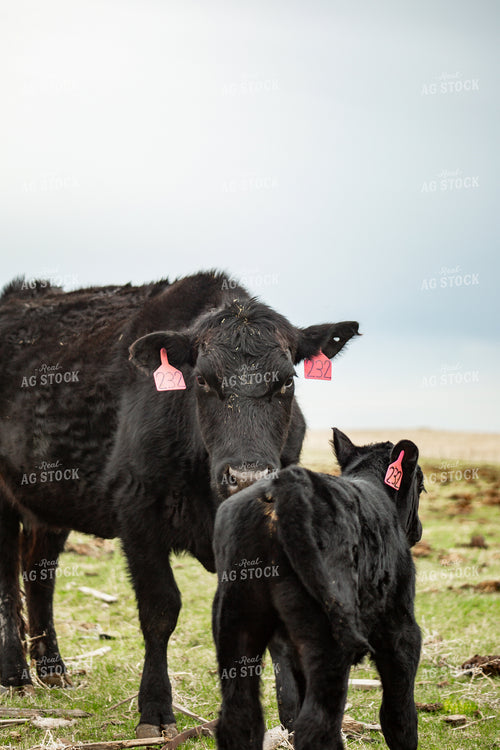 Cow Calf Pair 155675