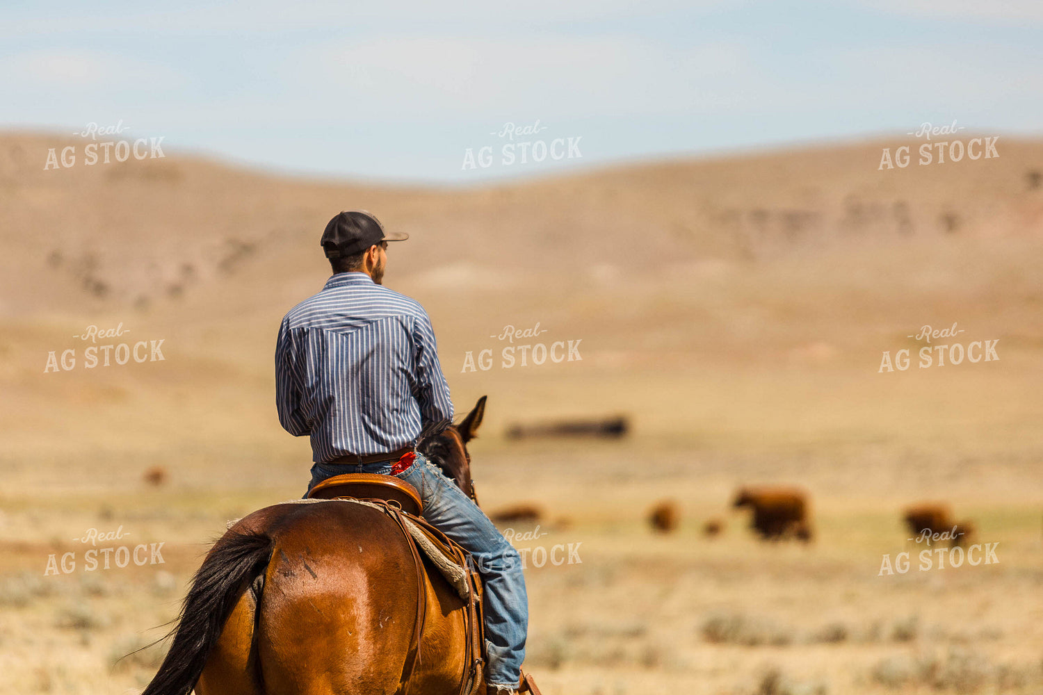 Rancher Gathering Cattle on Horseback 97191