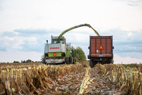 Silage Harvest 50242