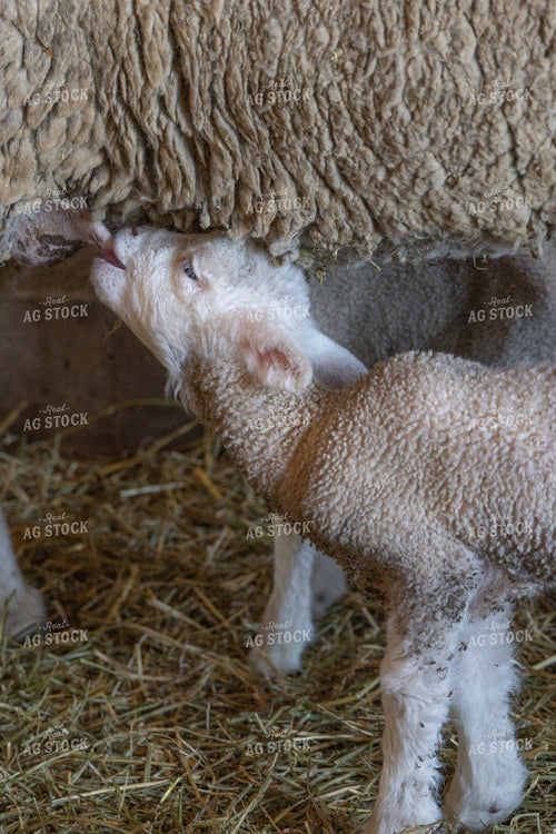 Ewe Nursing Lamb 124010