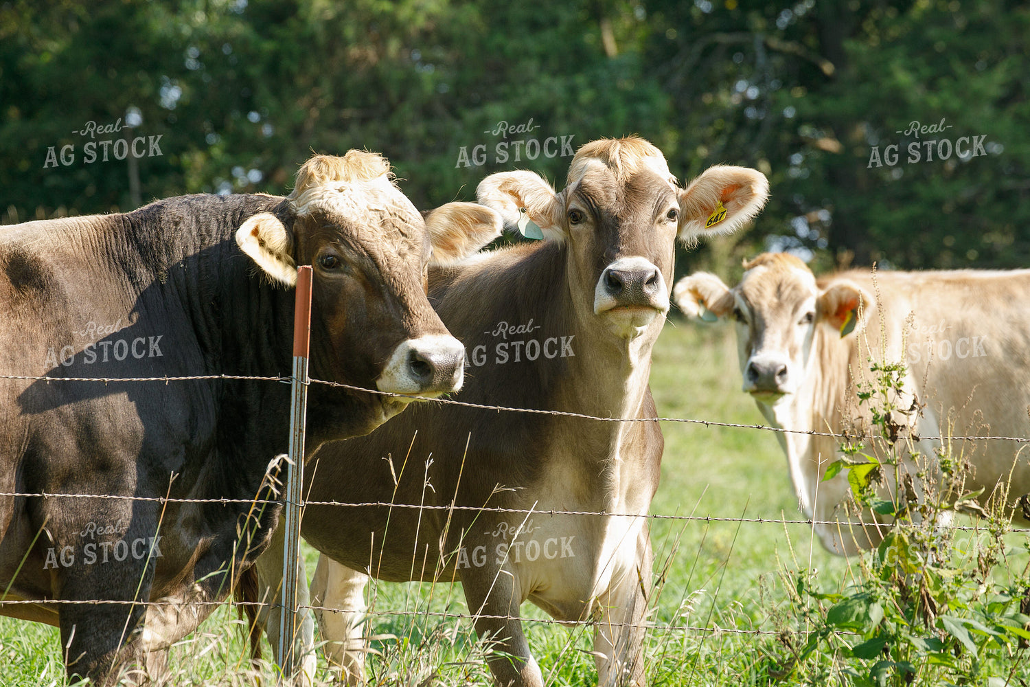 Brown Swiss Cows on Pasture 145032