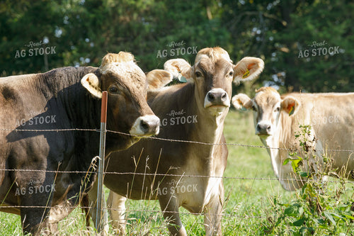 Brown Swiss Cows on Pasture 145032