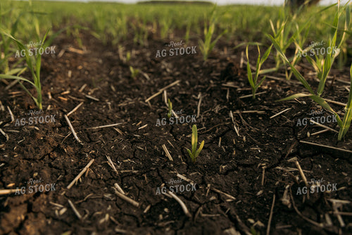 Early Growth Sugar Beets 204011