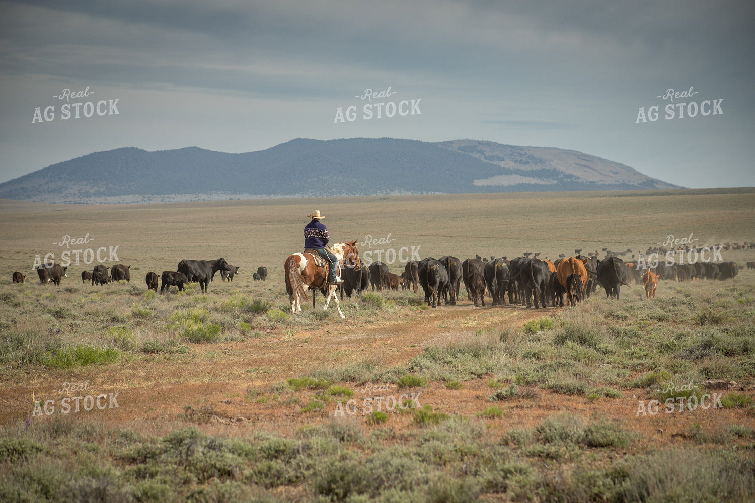 Rancher Moving Cattle on Horseback 78226