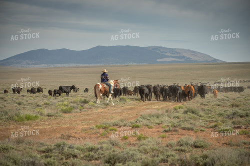 Rancher Moving Cattle on Horseback 78226