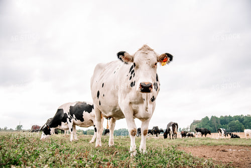 Holstein Cattle 137059