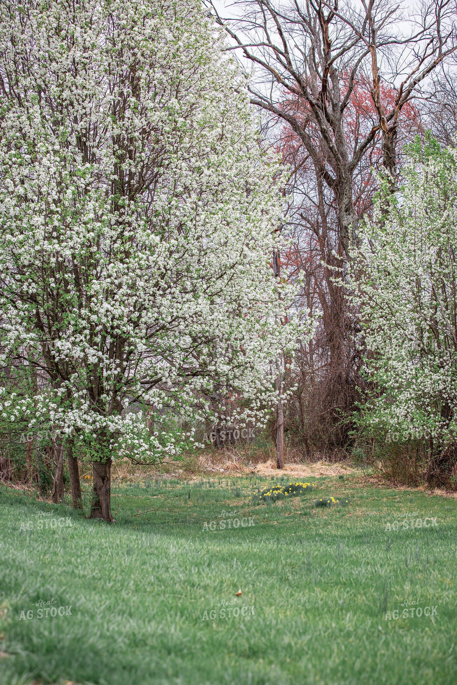 Spring Pasture 270493