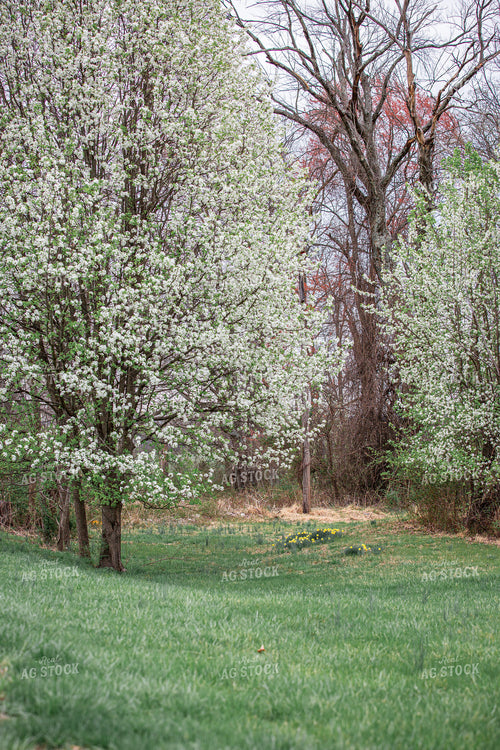 Spring Pasture 270493