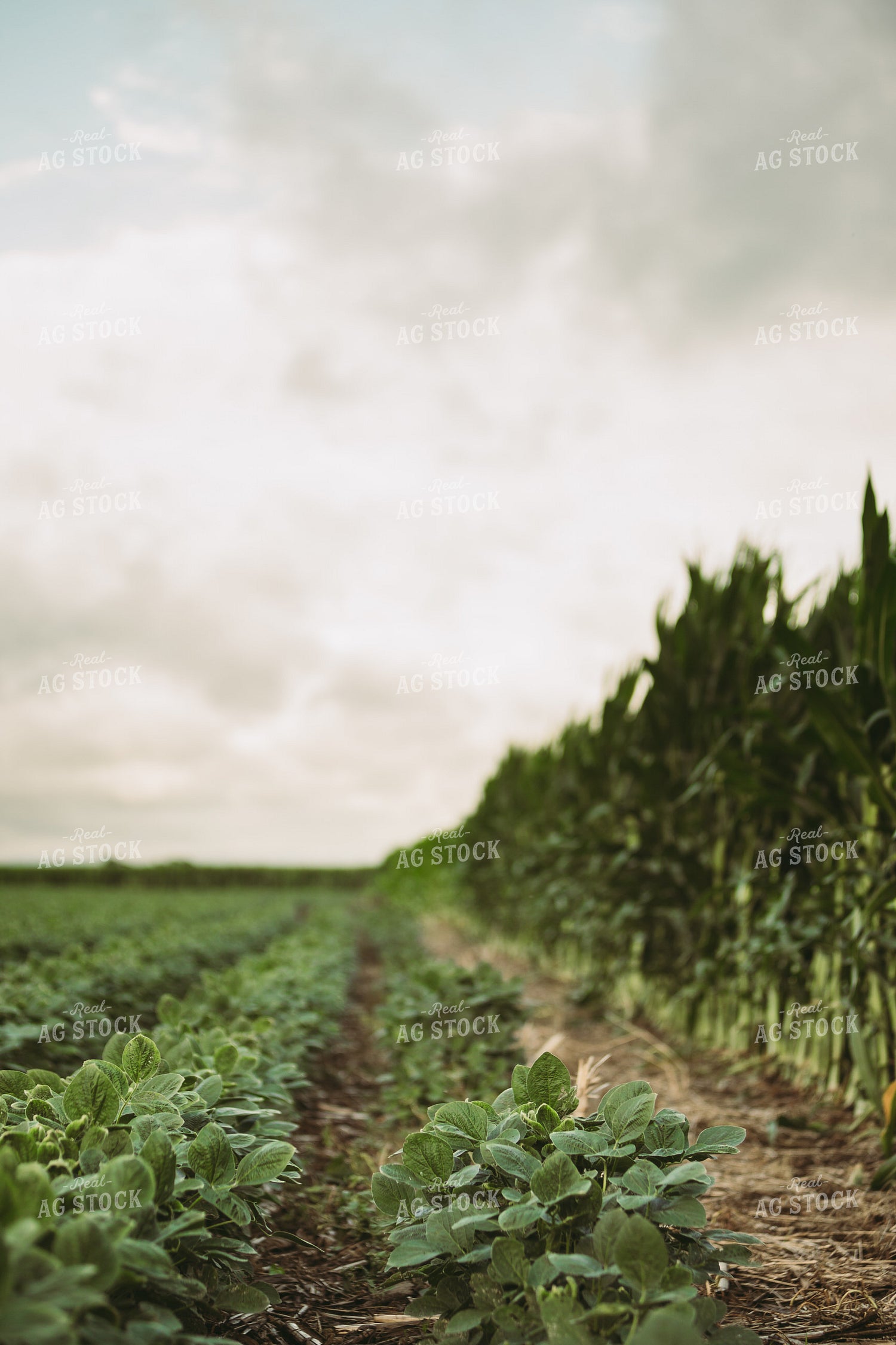 Green Corn and Soybean Field Border 6286