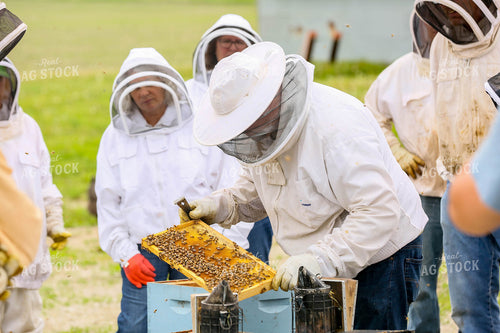 Harvesting Honey 161041