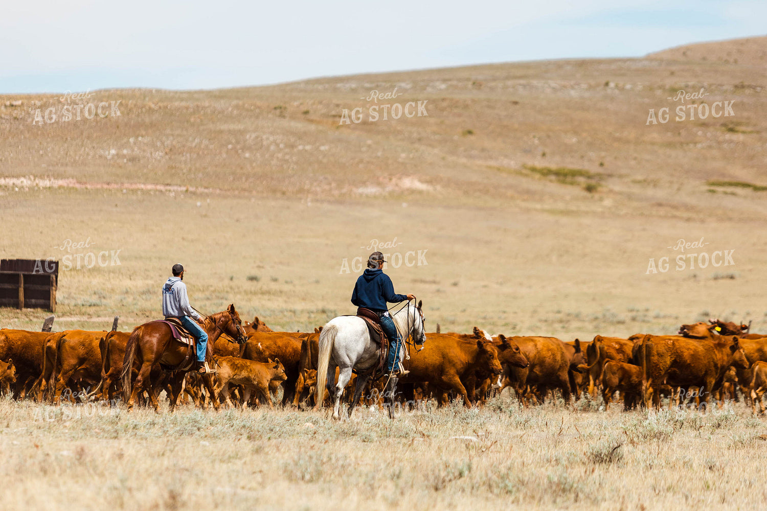 Ranchers Gathering Cattle on Horseback 97205