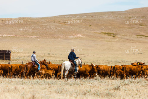 Ranchers Gathering Cattle on Horseback 97205