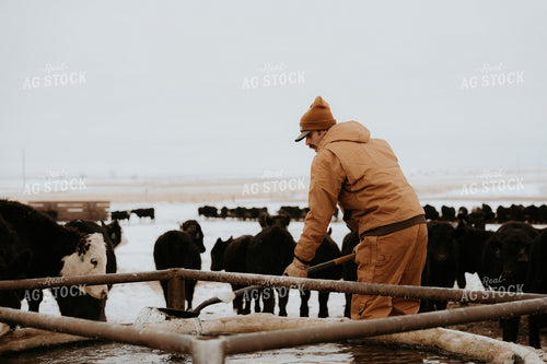 Rancher Breaking Up Water Trough 61232