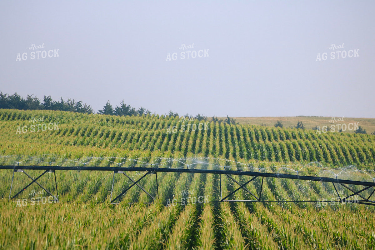 Irrigating Mid-Season Corn Field 82483