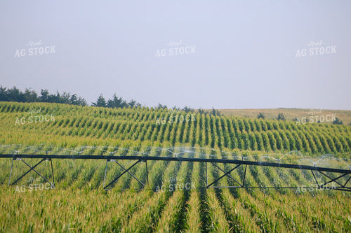 Irrigating Mid-Season Corn Field 82483