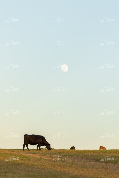 Cattle on Pasture 143002