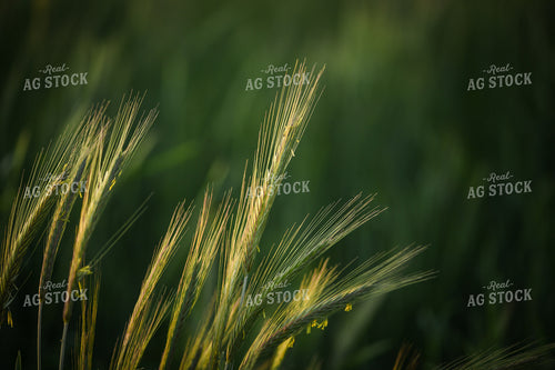 Cereal Rye 191109
