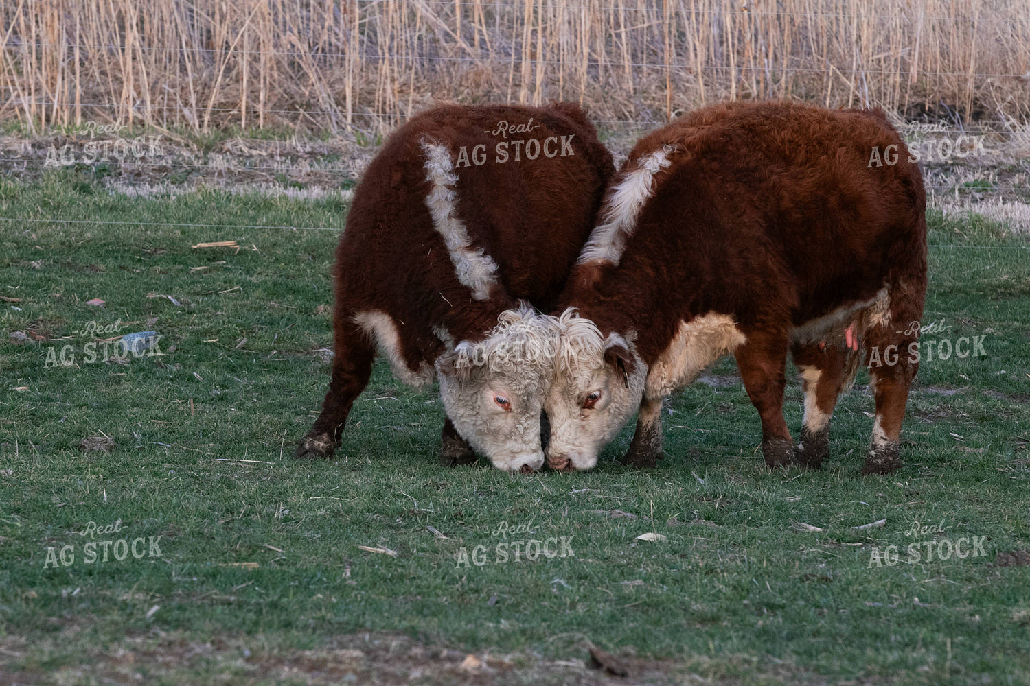 Mini Herefords Grazing 300007
