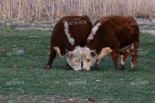 Mini Herefords Grazing 300007