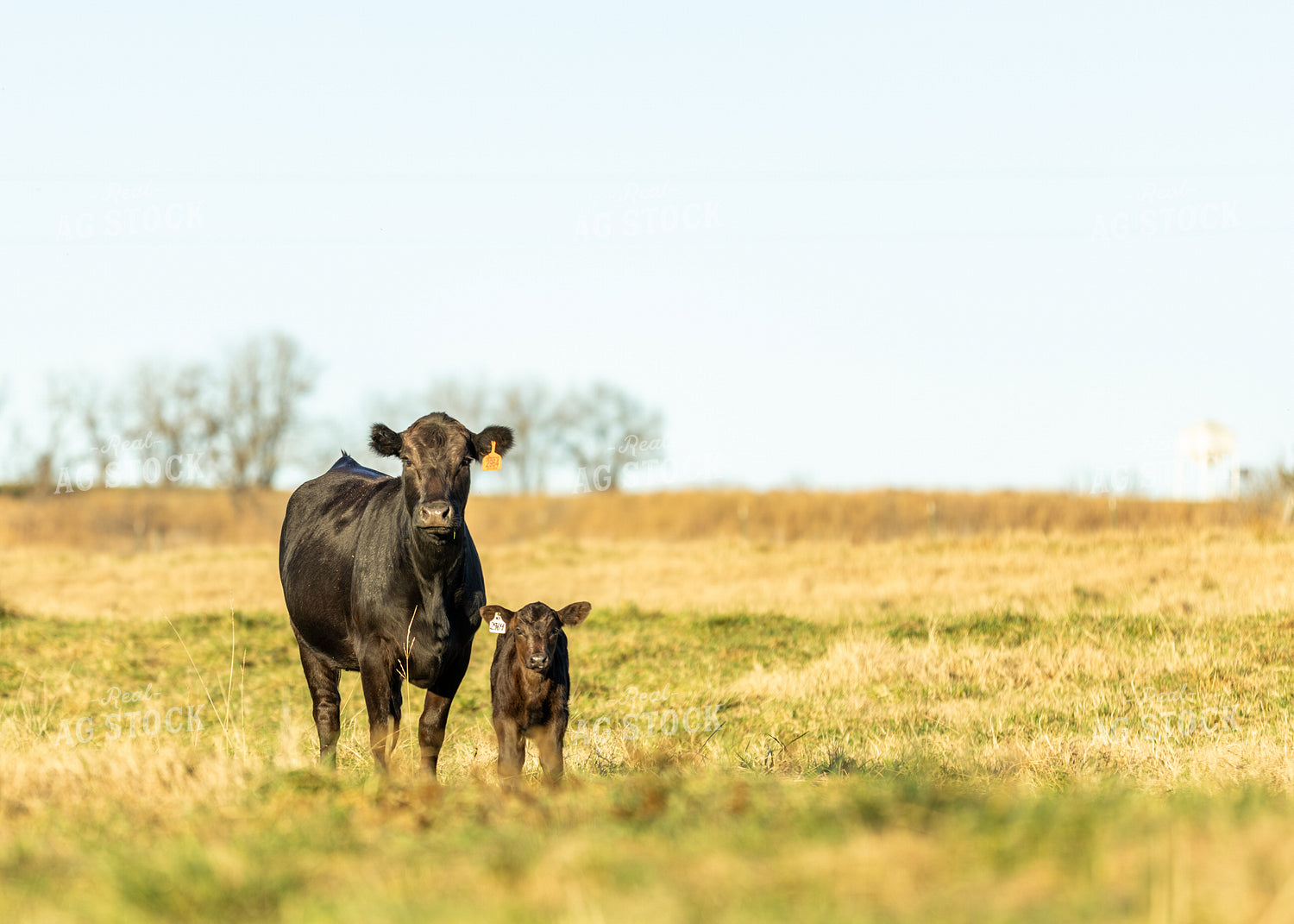 Angus Cow Calf Pair on Pasture 264078