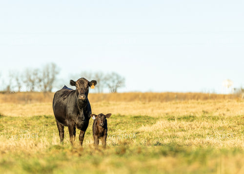 Angus Cow Calf Pair on Pasture 264078
