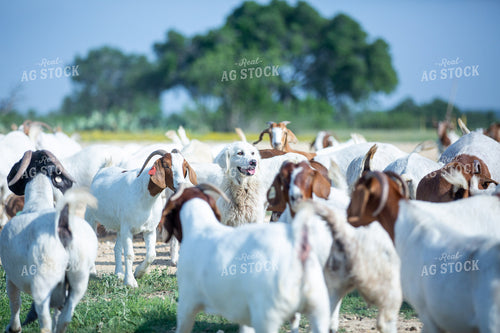 Ranch Dog with Herd of Goats 134046