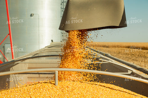 Corn Harvest 114066