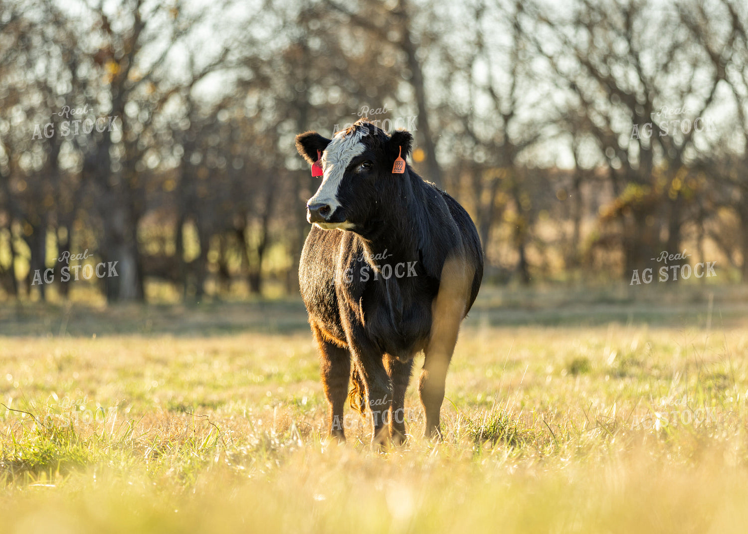 Cow on Pasture 264073