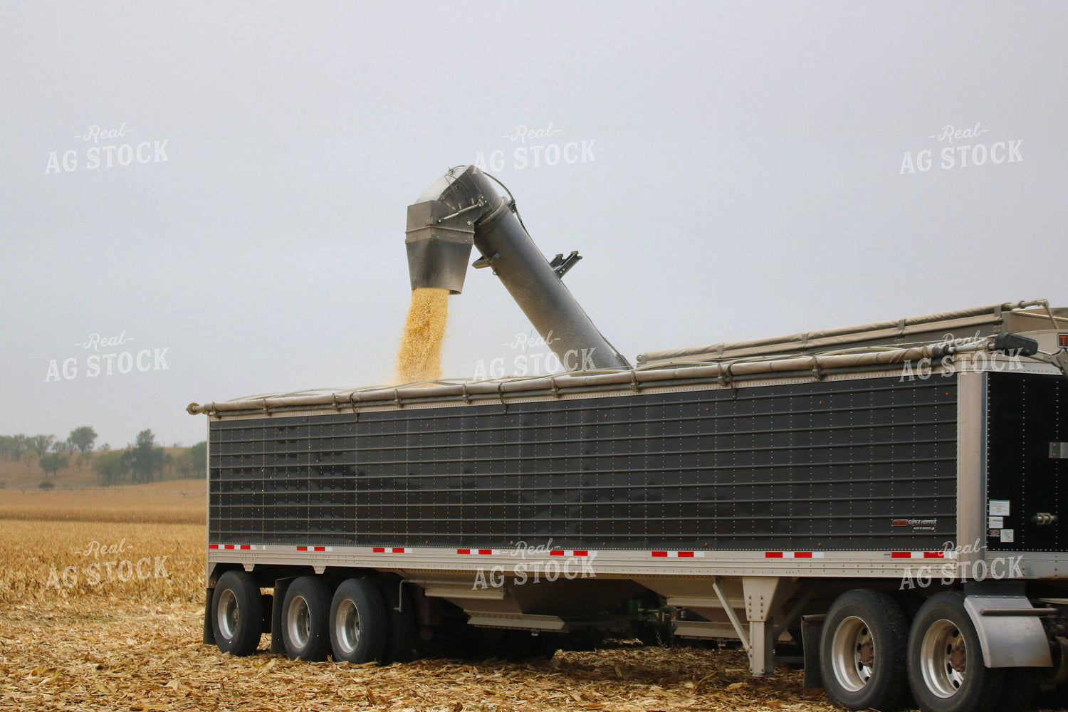 Unloading Harvested Corn into Semi 82333