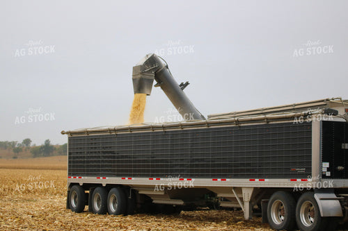 Unloading Harvested Corn into Semi 82333