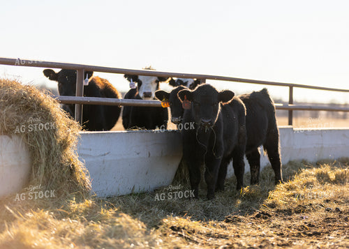 Angus Calves 264067