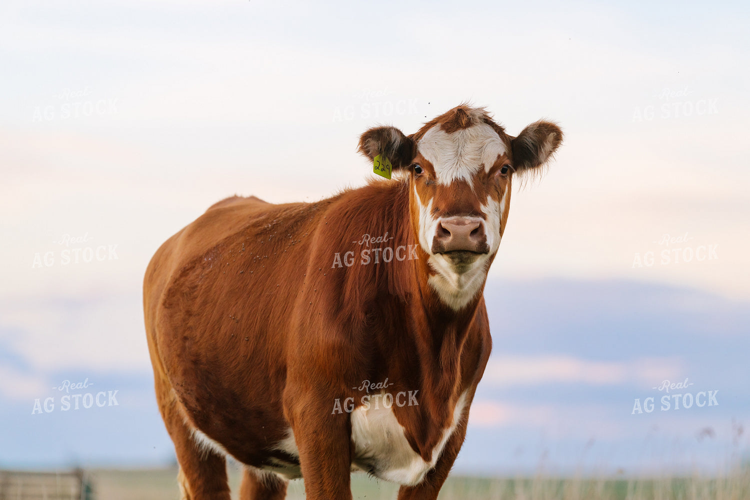 Cattle on Pasture 68339